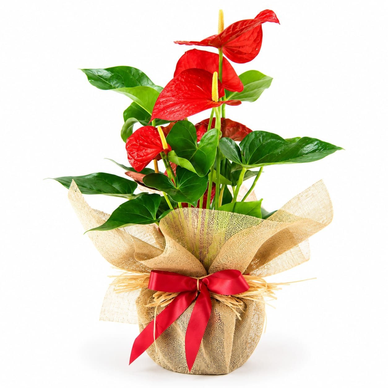 Floristería Lilium - Regalos - Plantas
