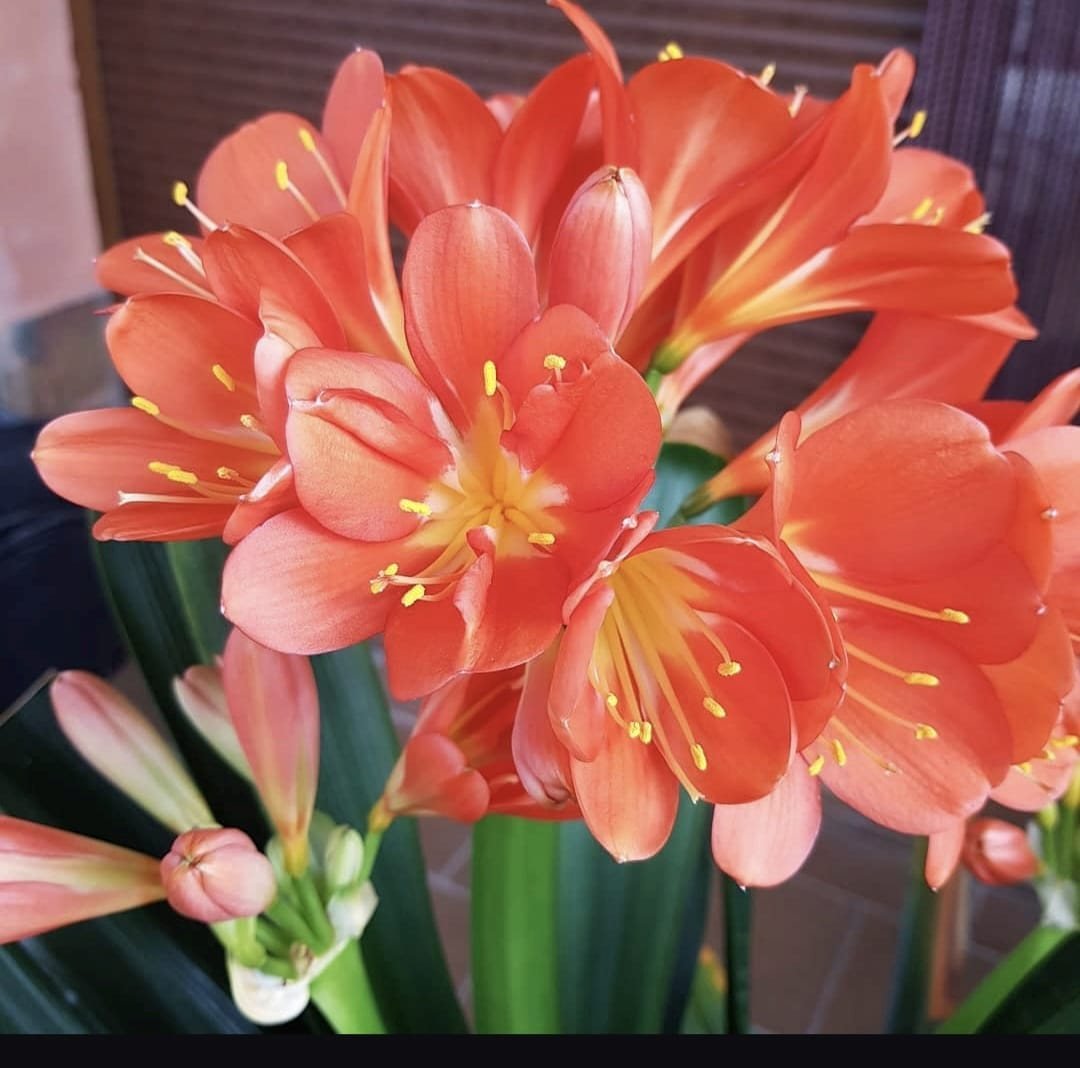Floristería Lilium - Regalos - Plantas