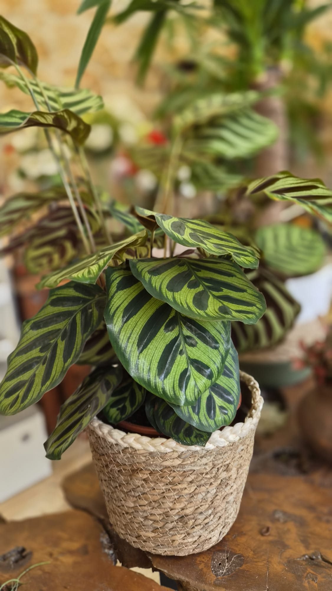Floristería Lilium - Regalos - Plantas
